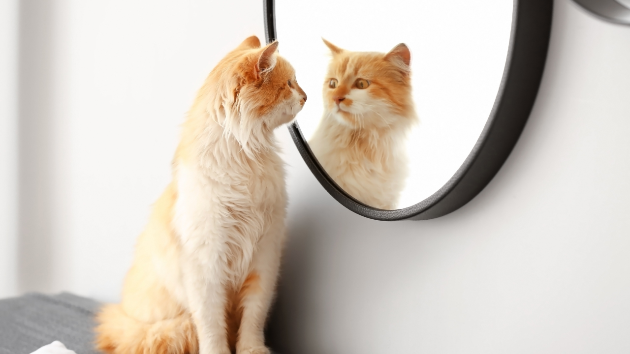 Kat zit voor een spiegel en kijkt naar haar eigen reflectie, als symbool voor zelfreflectie en innerlijke waarneming.