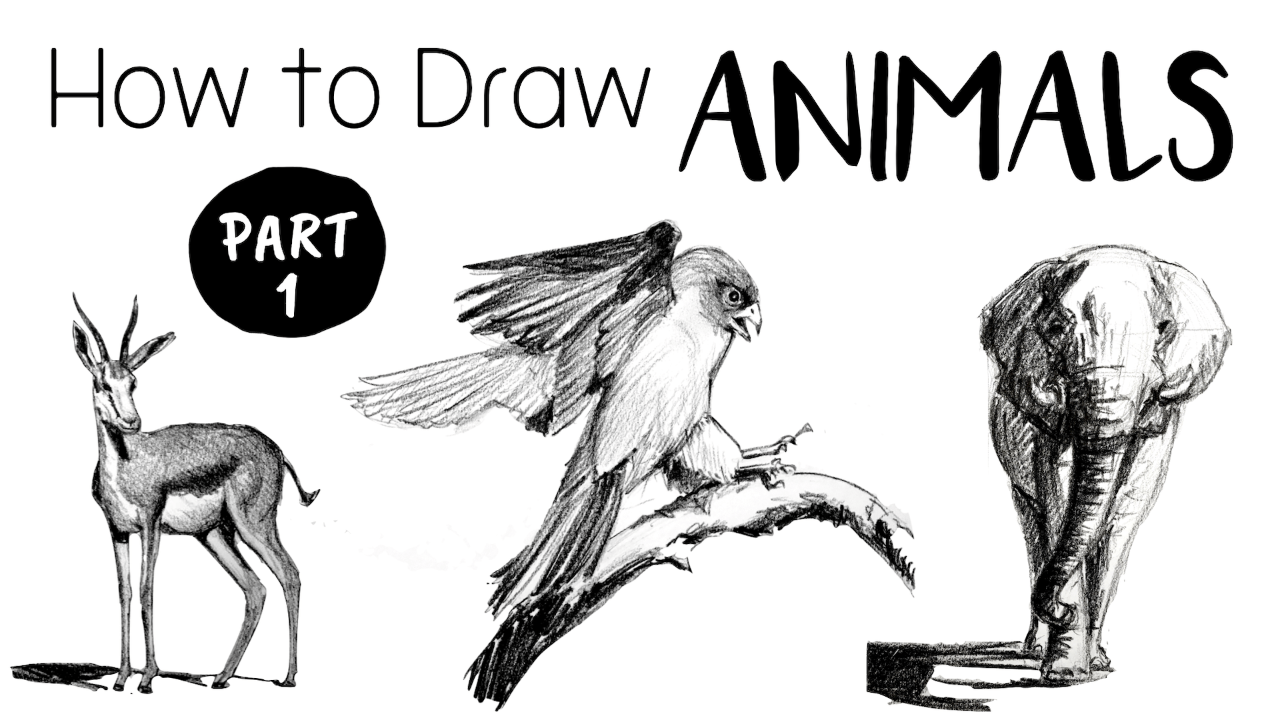 How To Sketch Animals For Beginners