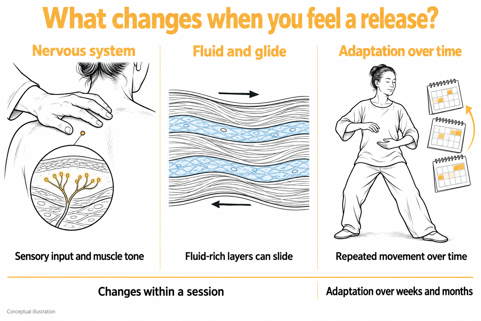 Illustration titled 'What changes when you feel a release?' with three panels: a hand on a shoulder and a close-up of sensory nerve endings in the tissue (nervous system: sensory input and muscle tone); layers of fascia separated by fluid, sliding past each other (fluid and glide); and a person practicing qigong beside a series of calendars (adaptation over time: repeated movement over weeks and months).