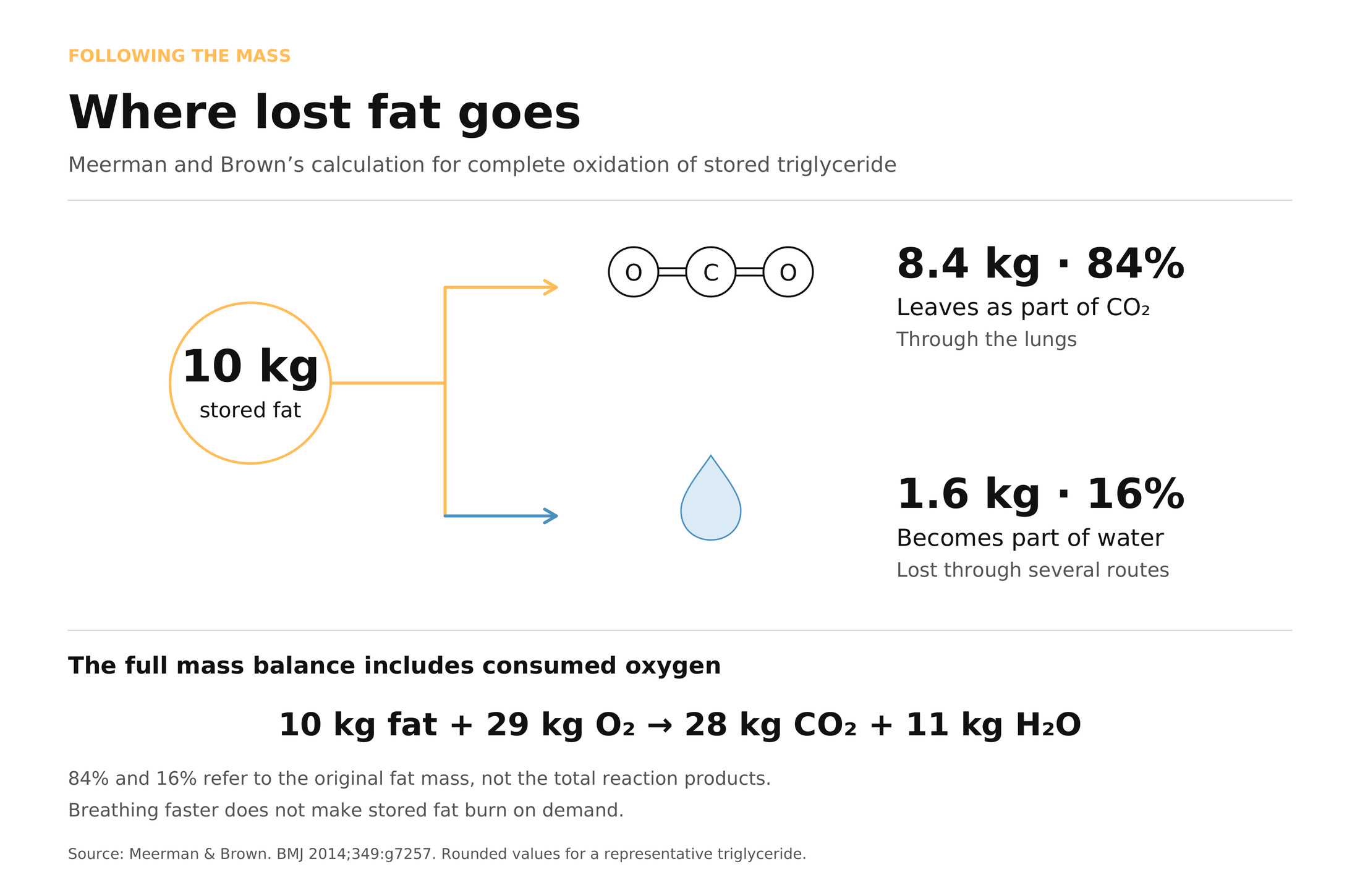 Diagram titled Where lost fat goes: 10 kilograms of stored fat splits into 8.4 kilograms (84 percent) leaving as part of carbon dioxide through the lungs and 1.6 kilograms (16 percent) becoming part of water. Mass balance: 10 kg fat plus 29 kg oxygen gives 28 kg carbon dioxide plus 11 kg water. Source: Meerman and Brown, BMJ 2014.