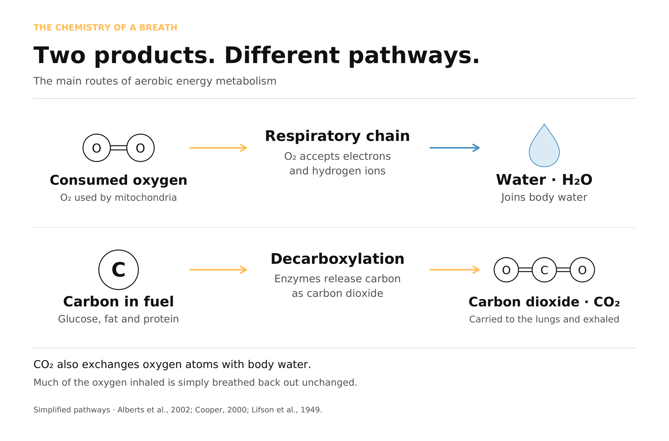 Diagram titled Two products, different pathways. Top row: consumed oxygen passes through the respiratory chain and becomes water, which joins body water. Bottom row: carbon in fuel (glucose, fat and protein) is released by decarboxylation as carbon dioxide, carried to the lungs and exhaled.