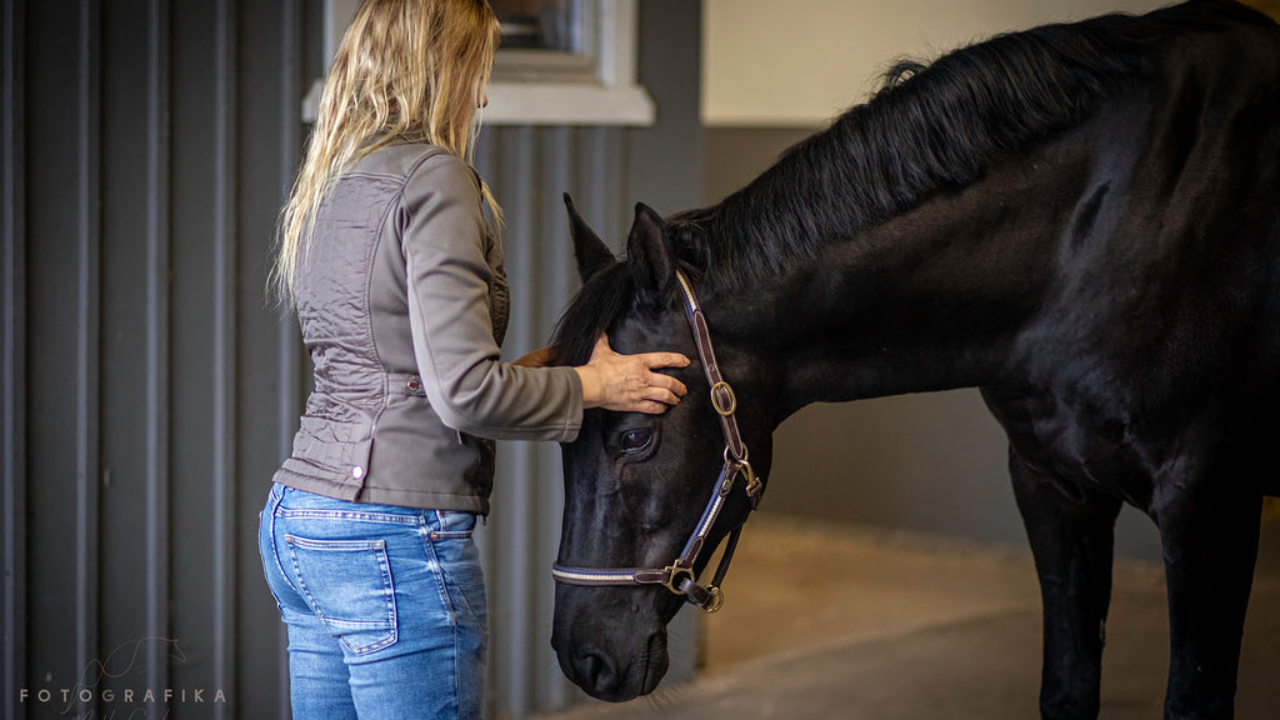  Cindy Jönsson, osteopat, arbetar med hästens övre cervikal – O/A-leden, atlas och axis – för att förbättra balans och nervsystem.