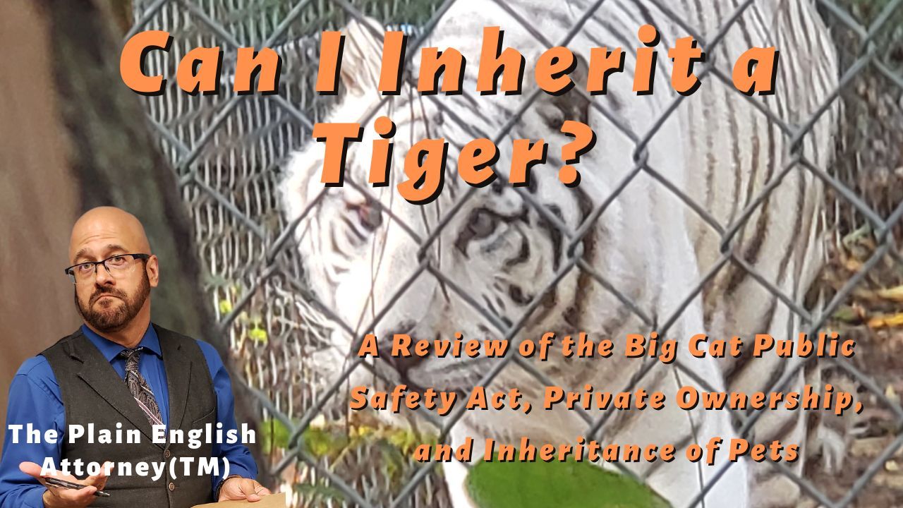 estate planning for pets-with-White tiger in background behind attorney with questioning look