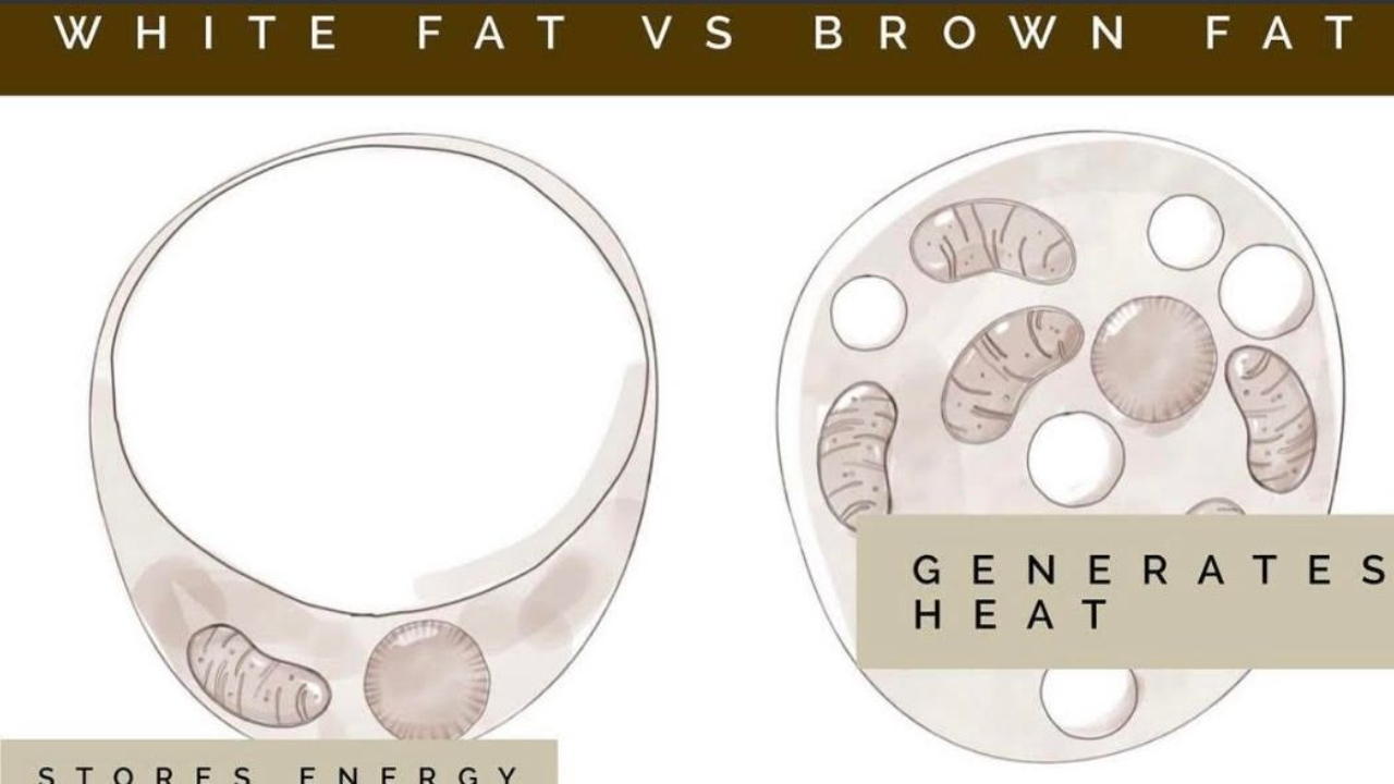 mitochondria, white fat, 