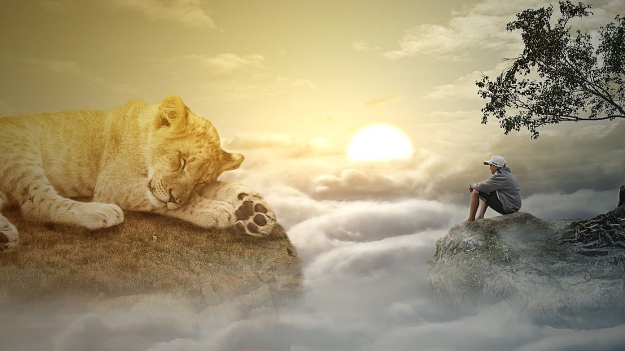 A boy watching a sleeping lion cub in a mysterious mountain top above cloud. 