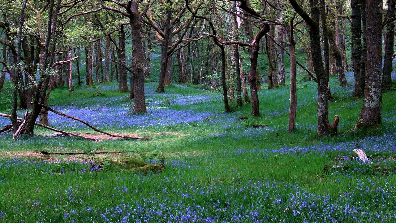 The Bluebells of Scotland