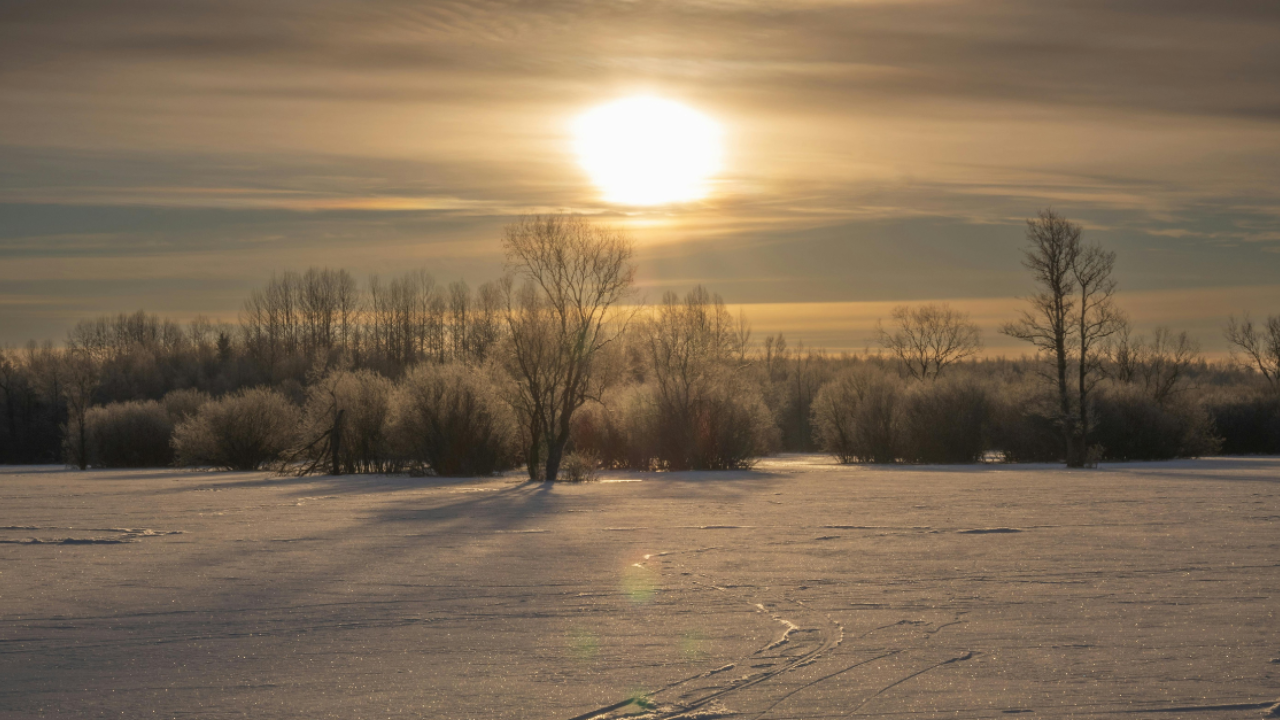 Quiet winter morning landscape with soft sunlight and snow-covered ground