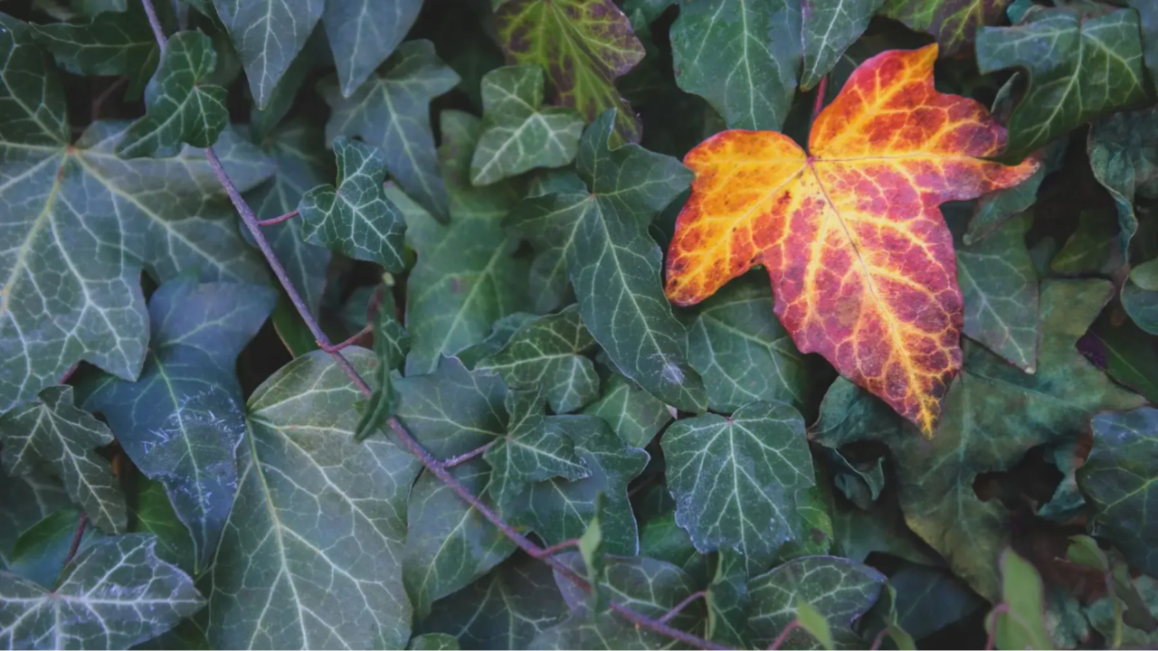 Leaves with one distinct leaf standing out, symbolizing the importance of SEO optimization in standing out from the crowd.