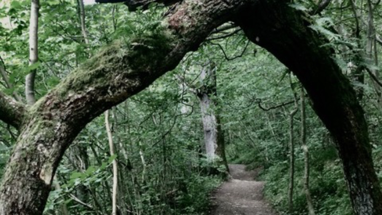 A view down a path with the branches of trees forming an archway a photo chosen by Stefanie to reflect her title A Journey Home