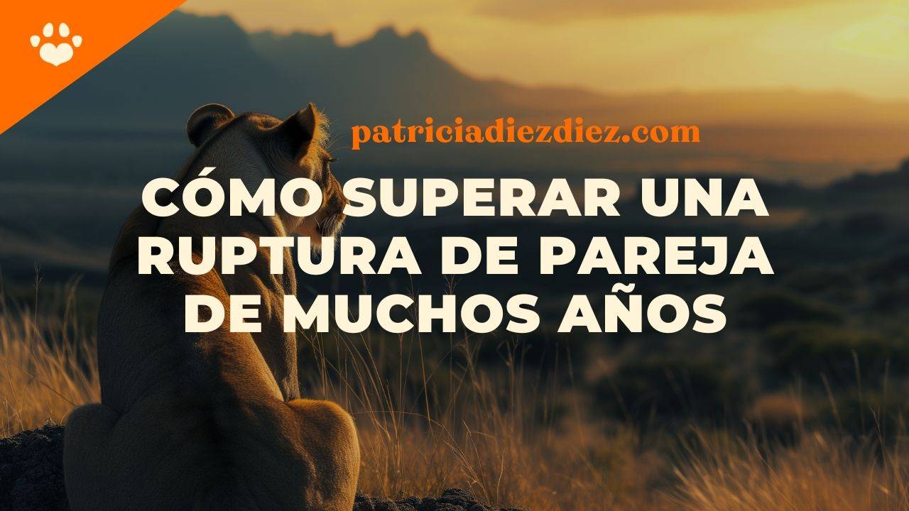 Cómo superar una ruptura de pareja de mucho tiempo patricia diez diez