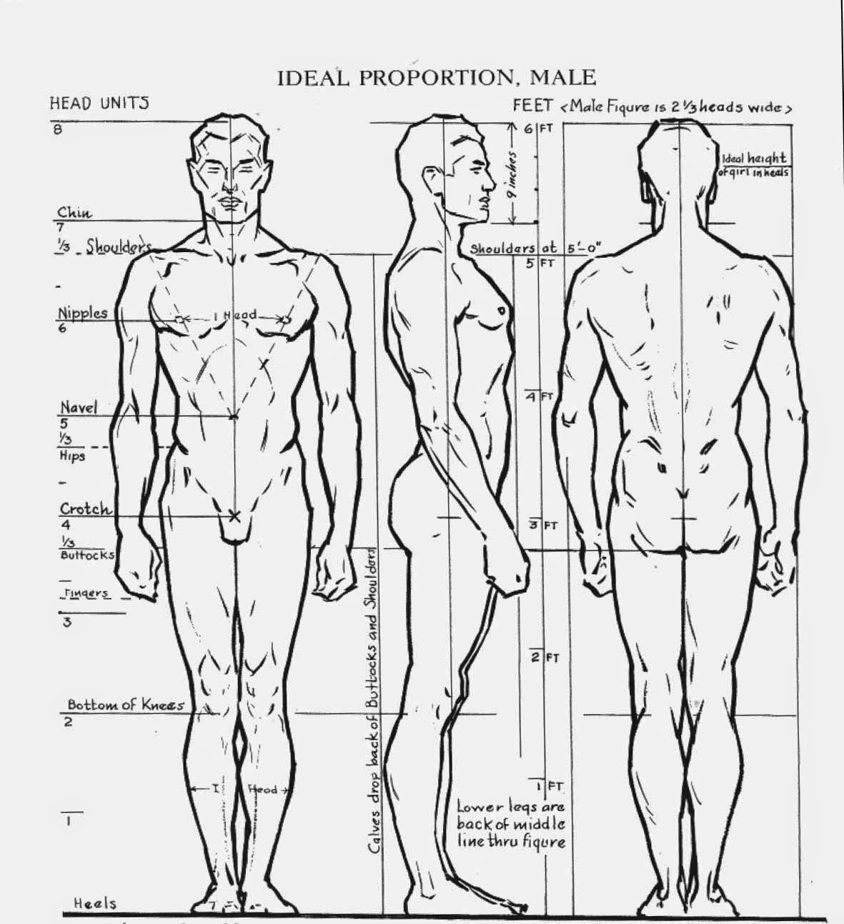 Body proportions sculpting and drawing reference.  Body proportion  drawing, Human figure drawing, Drawing body proportions