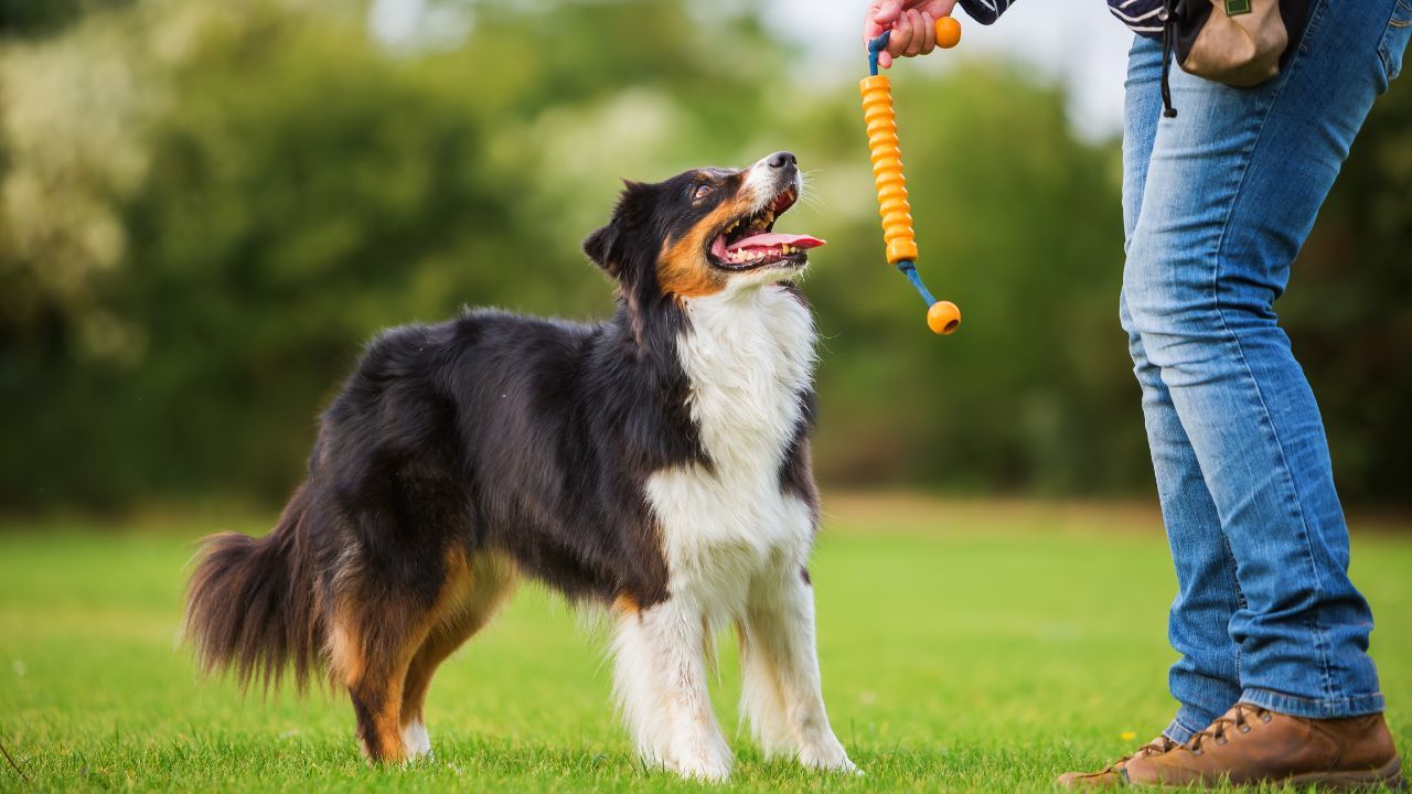 Tri Australian Shepherd focused on a trainer holding a toy