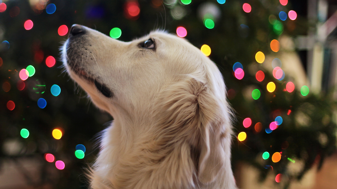 Golden Retriever infront of Christmas Tree Lights