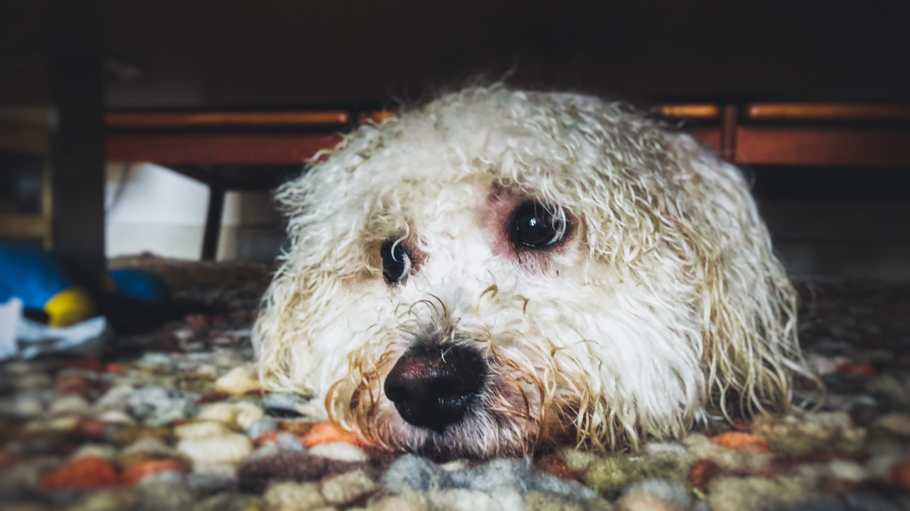 White dog wth sad eyes hiding under couch