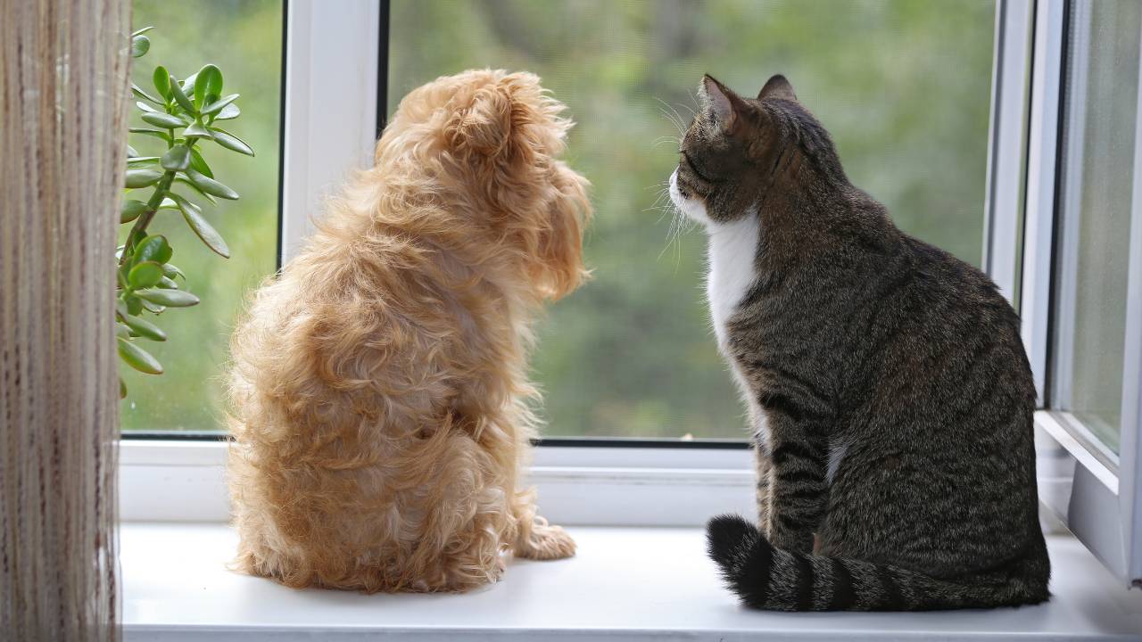 dog and cat feeling separation anxiety from their owner