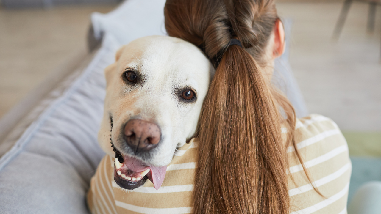 Happy Dog Cuddling with Human