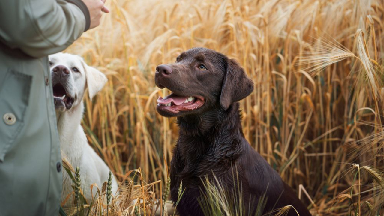 two labrador retrievers waiting for reward during retriever training