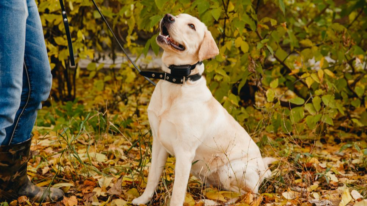 retriever trains with e collar