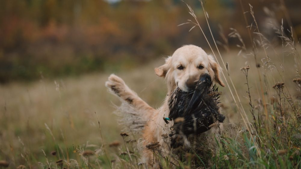 hunting retriever in the field
