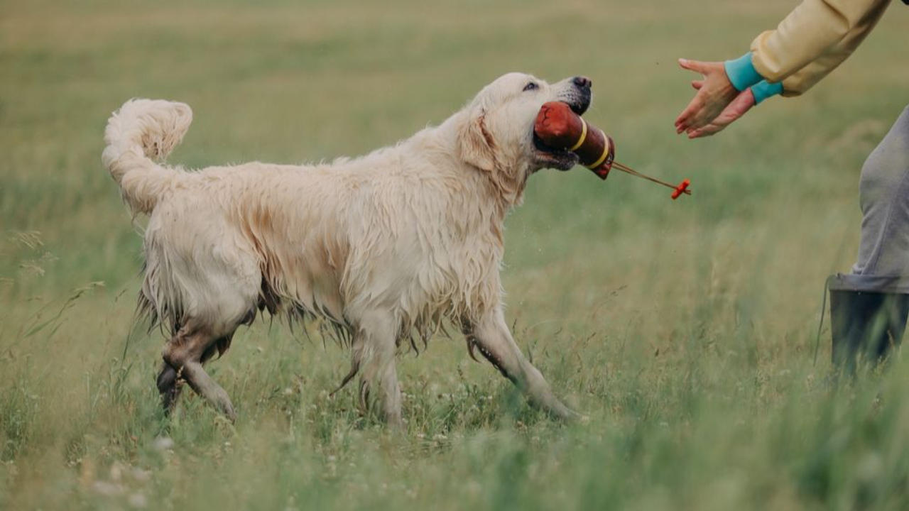A retriever carries dummy from the field. Hunting dog, Training, training, upbringing. Working Retriever in action