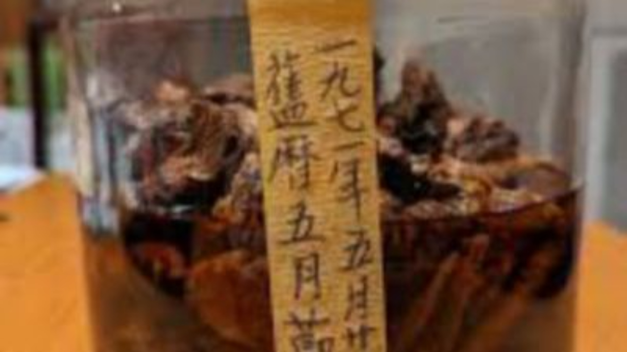 herbs for healing bone