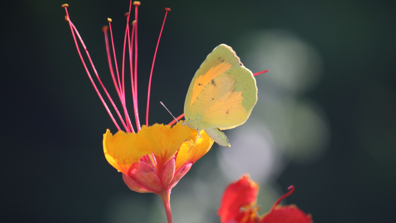 Butterfly on a flower by Randy Lisciarelli on Unsplash