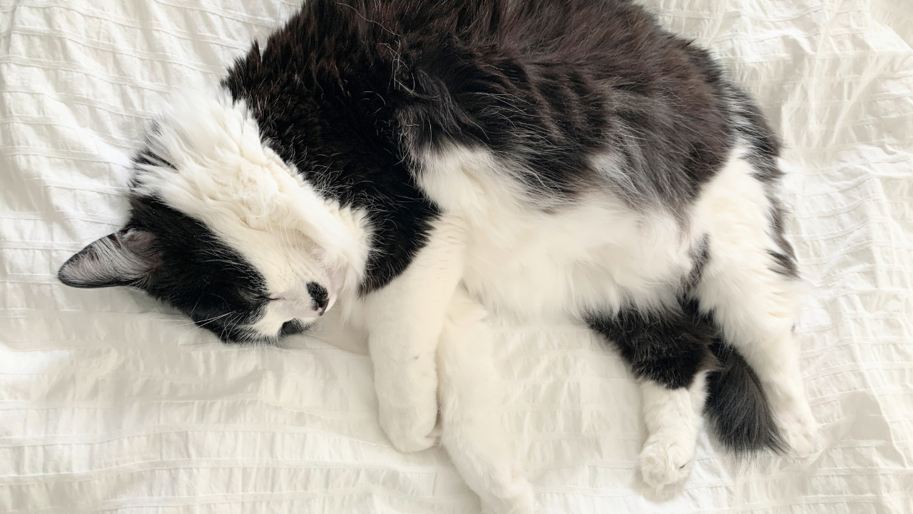 cat, sacred processing time, napping