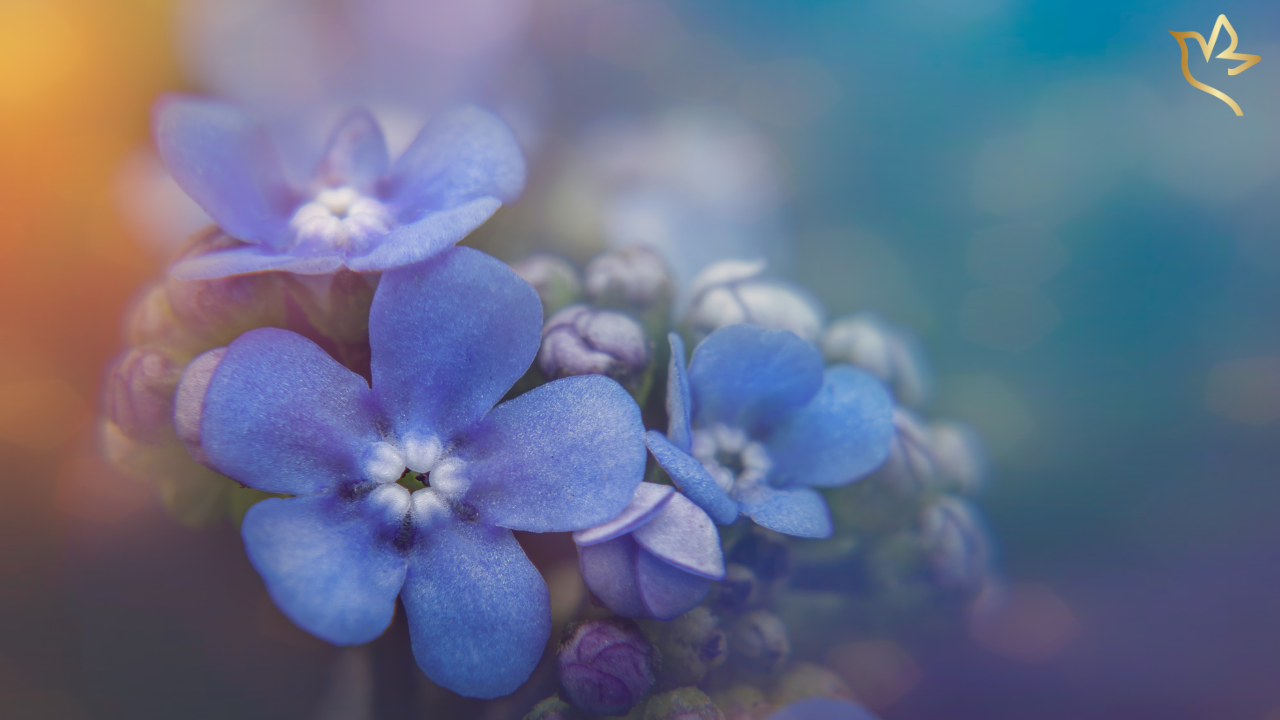 Close-up of soft blue forget-me-not flowers glowing in gentle light — symbolizing remembrance, eternal love, and hope for families touched by Alzheimer’s.