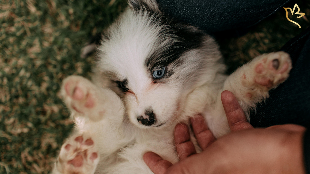Small fluffy puppy with bright blue eyes being gently held in caring hands, symbolizing the deep love, warmth, and cherished bond families share with their beloved pets.