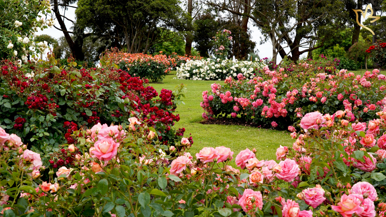 Blooming rose garden filled with pink, red, and white roses under soft daylight — symbolizing love, peace, and the restful beauty of a life lovingly tended.