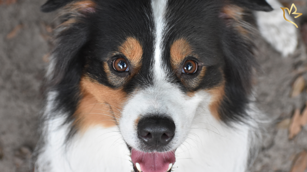 Close-up of a gentle tri-colored Australian Shepherd dog looking up with kind, soulful eyes — symbolizing loyal love and remembrance after loss.