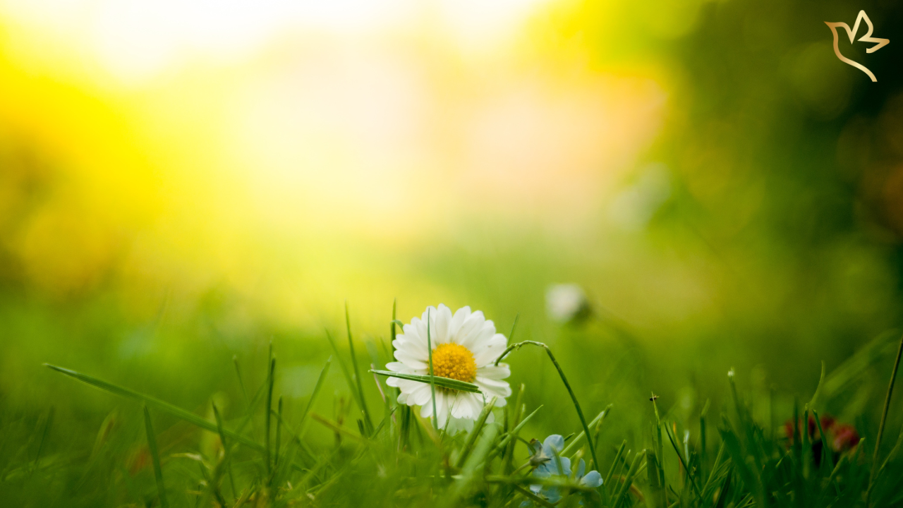 A daisy representing the Dainty Daises funeral memorial theme, showcasing a bright yellow tribute to a Beloved Woman.