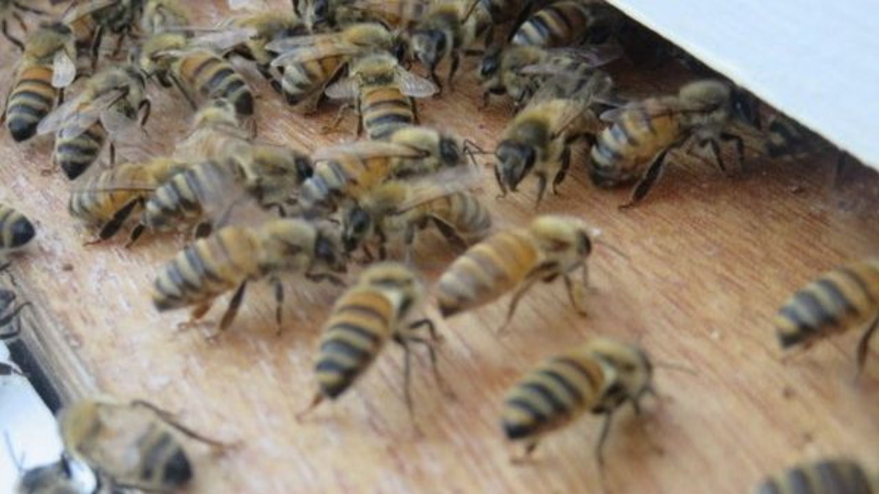 Why do you need to split your hive?