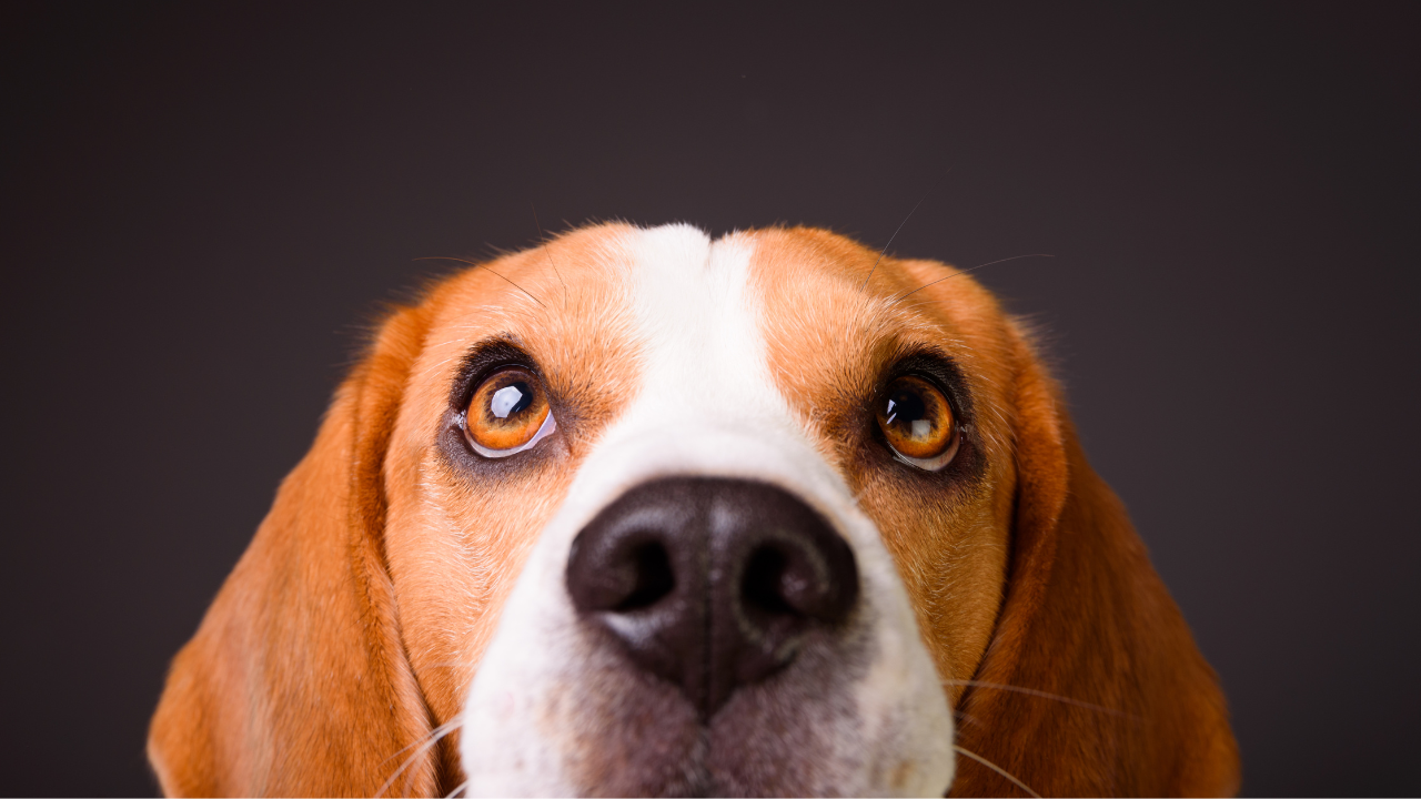 Getting rid of dog dandruff