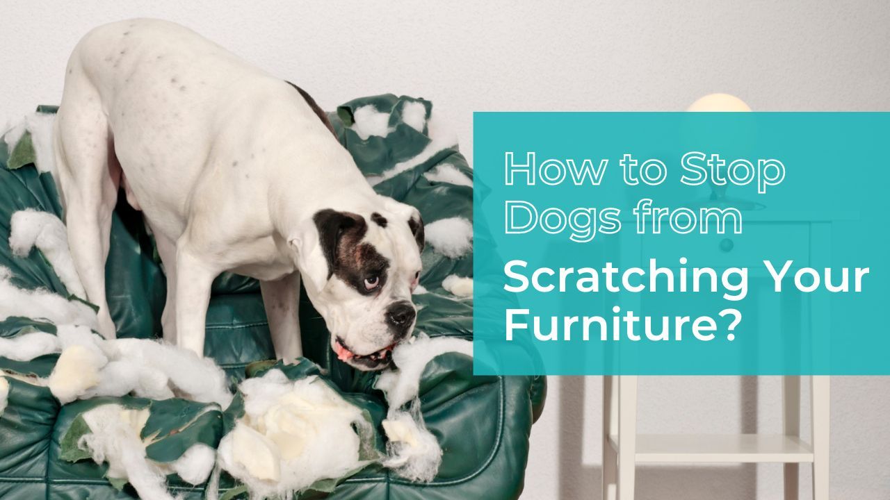 Dog scratching sale couch