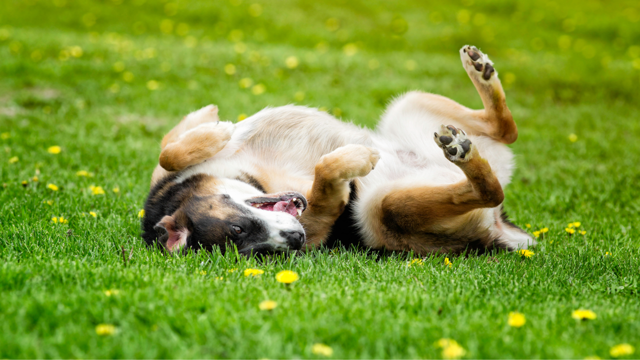 Dog rolling in grass