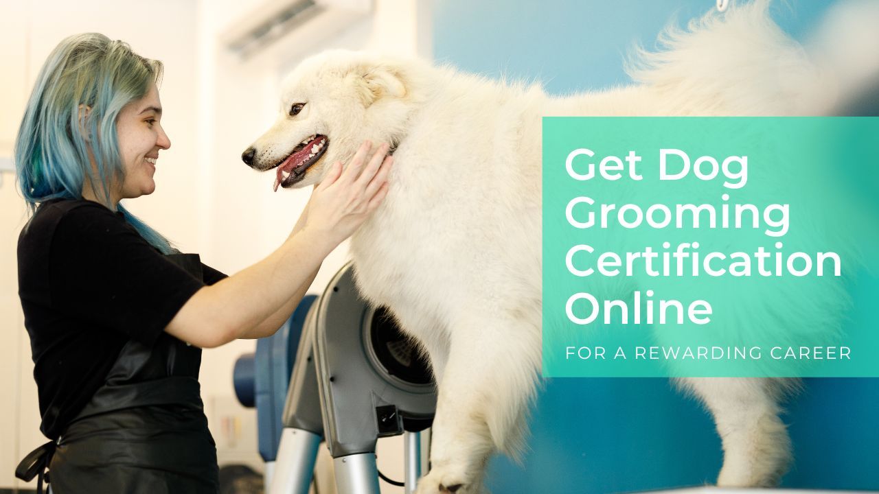 Certified on sale dog groomer