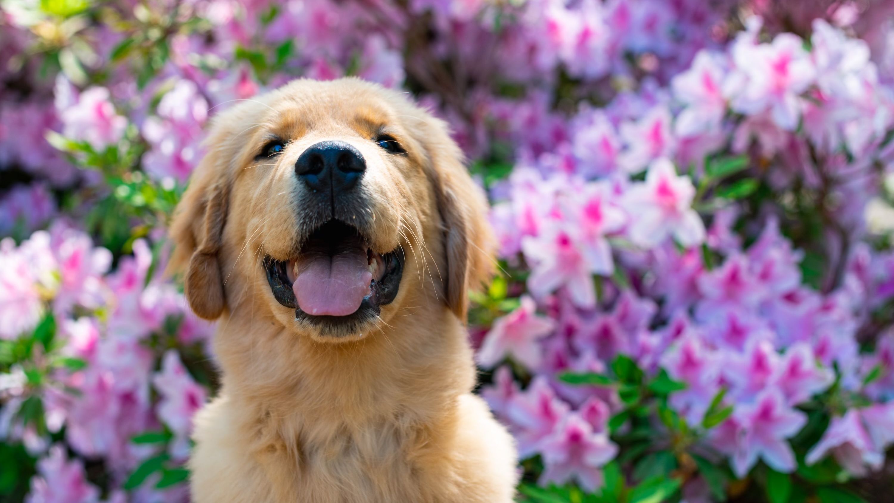 Smiling golden retriever puppy in front of purple flowered bush