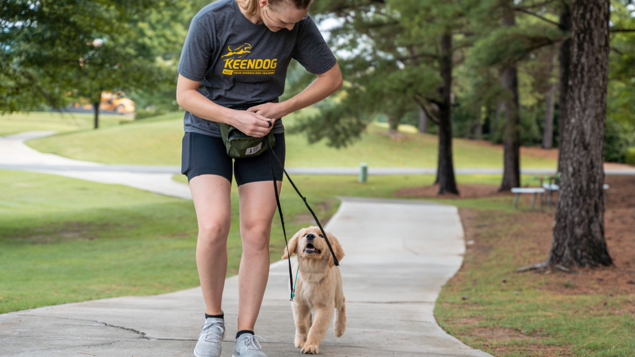 Dog trainer walking on side walk giving treat to golden retriever puppy surrounded by grass and trees