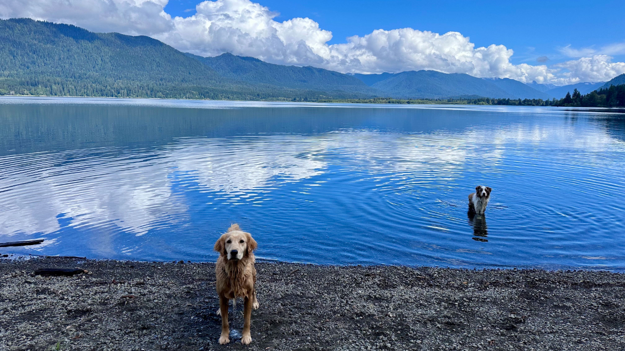 Two dogs at Lake Quinault, a gold retriever on the shore and an Australian shepherd in the water