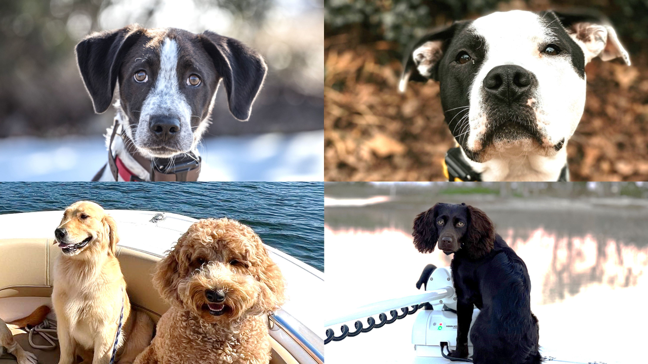 A collage of 4 photos featuring 5 dogs of various breeds