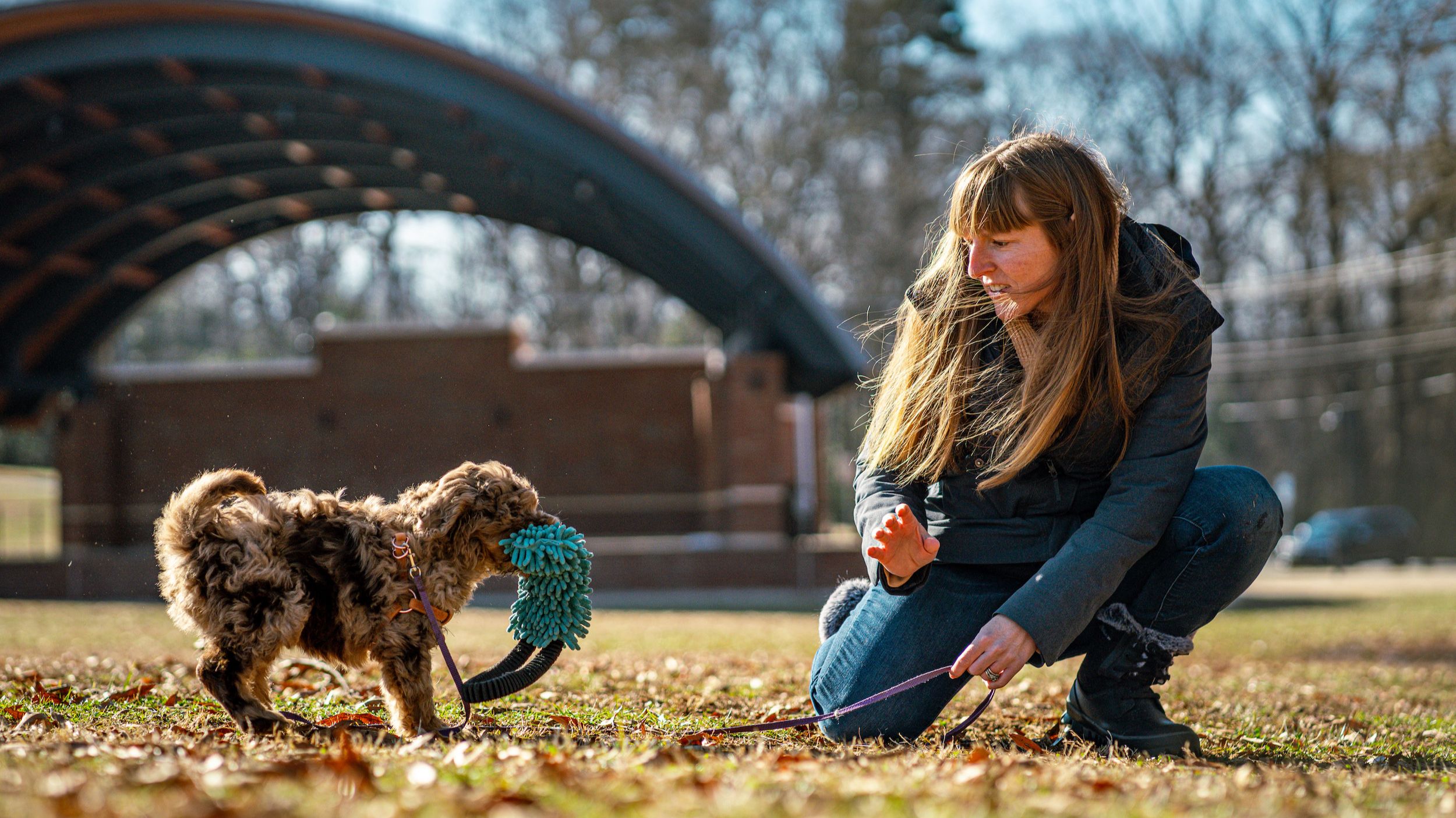 Woman playing tug with doodle puppy in grass