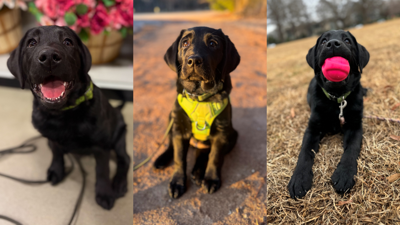 Black lab puppy in green collar sitting next to sandwich board sign that says welcome pickles to the puppy prodigy program 8 weeks old