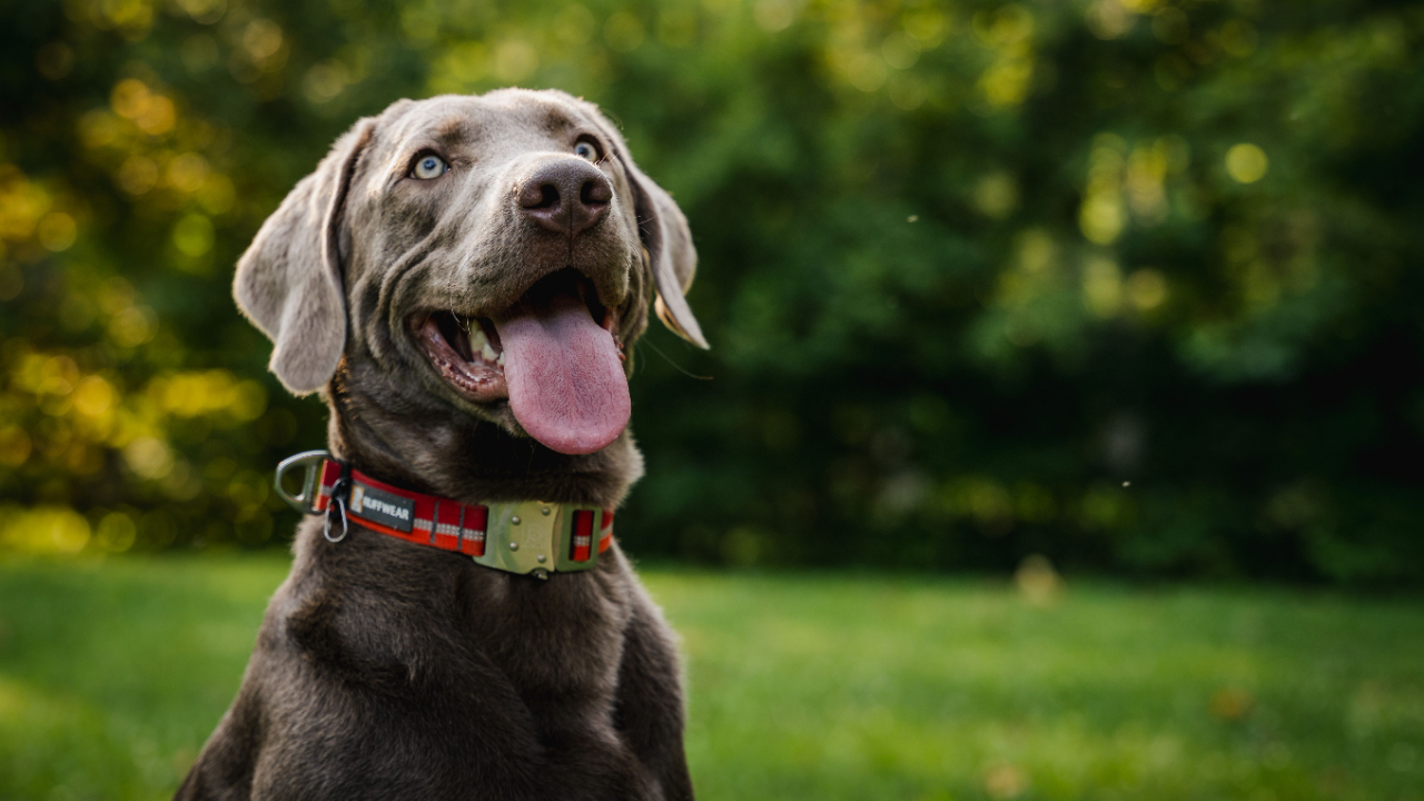 Silver Labrador Retriever dog smiling at camera with green trees and grass in background