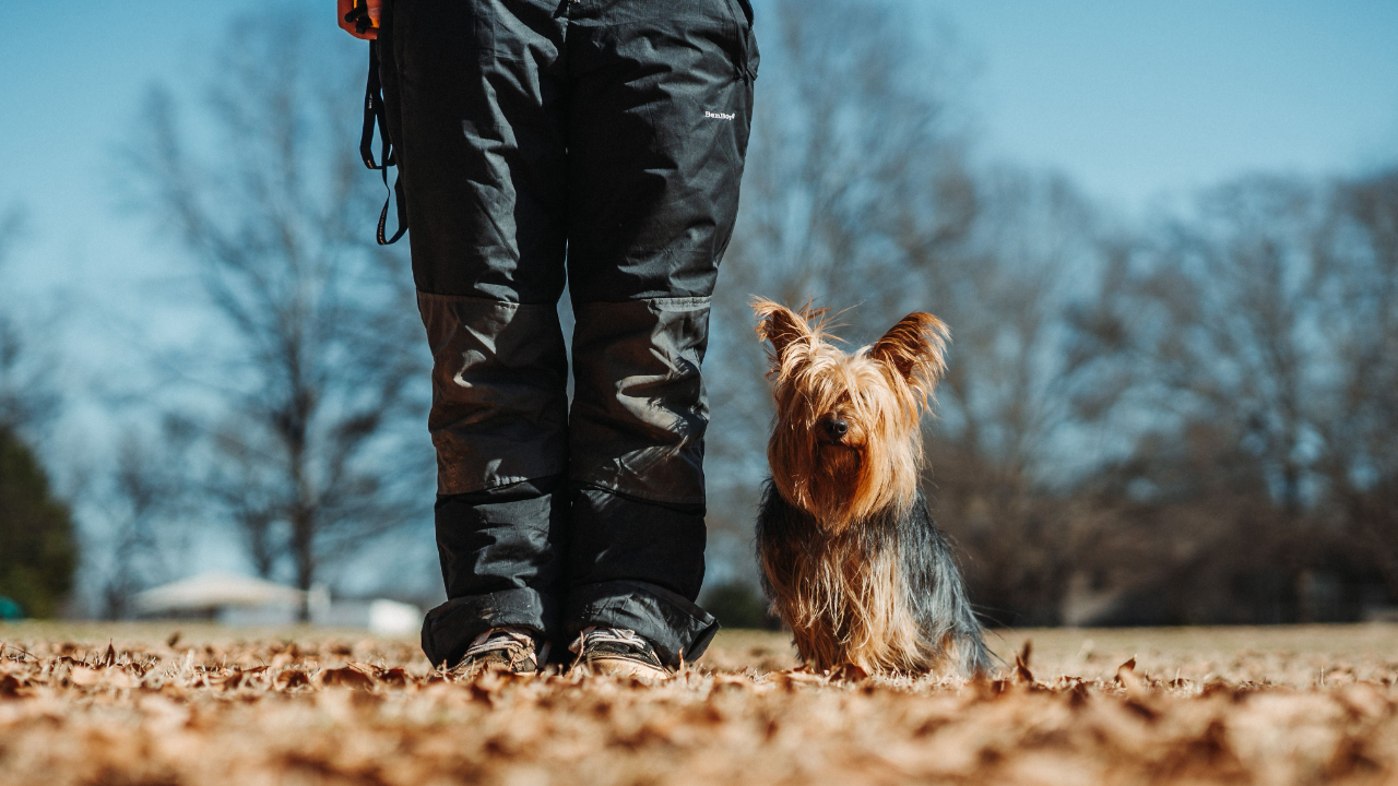 yorkie sits in heel position