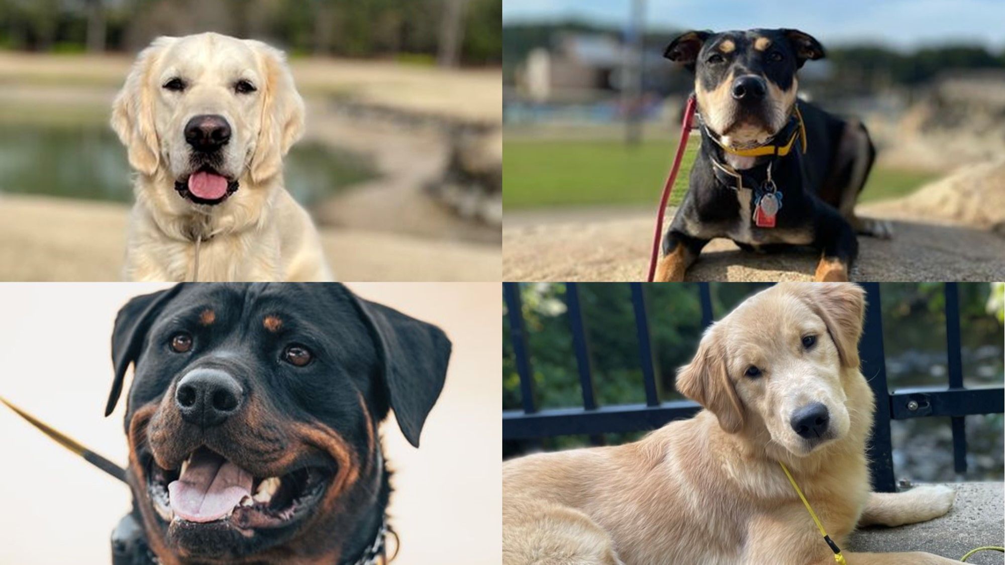 A collage of 4 photos featuring 4 dogs of various breeds