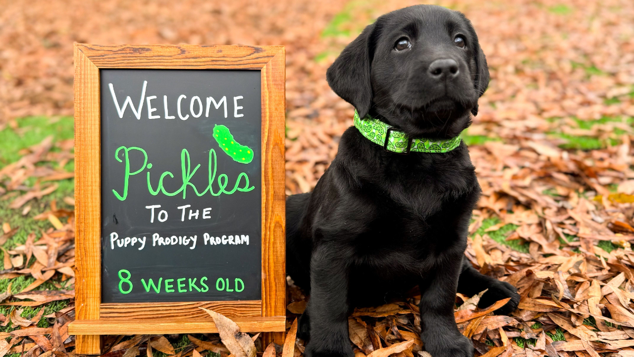 Black lab puppy in green collar sitting next to sandwich board sign that says welcome pickles to the puppy prodigy program 8 weeks old