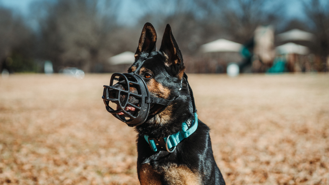 Black and tan german shepherd dog wearing black muzzle and teal collar sitting in a field of brown grass looking to the side off camera