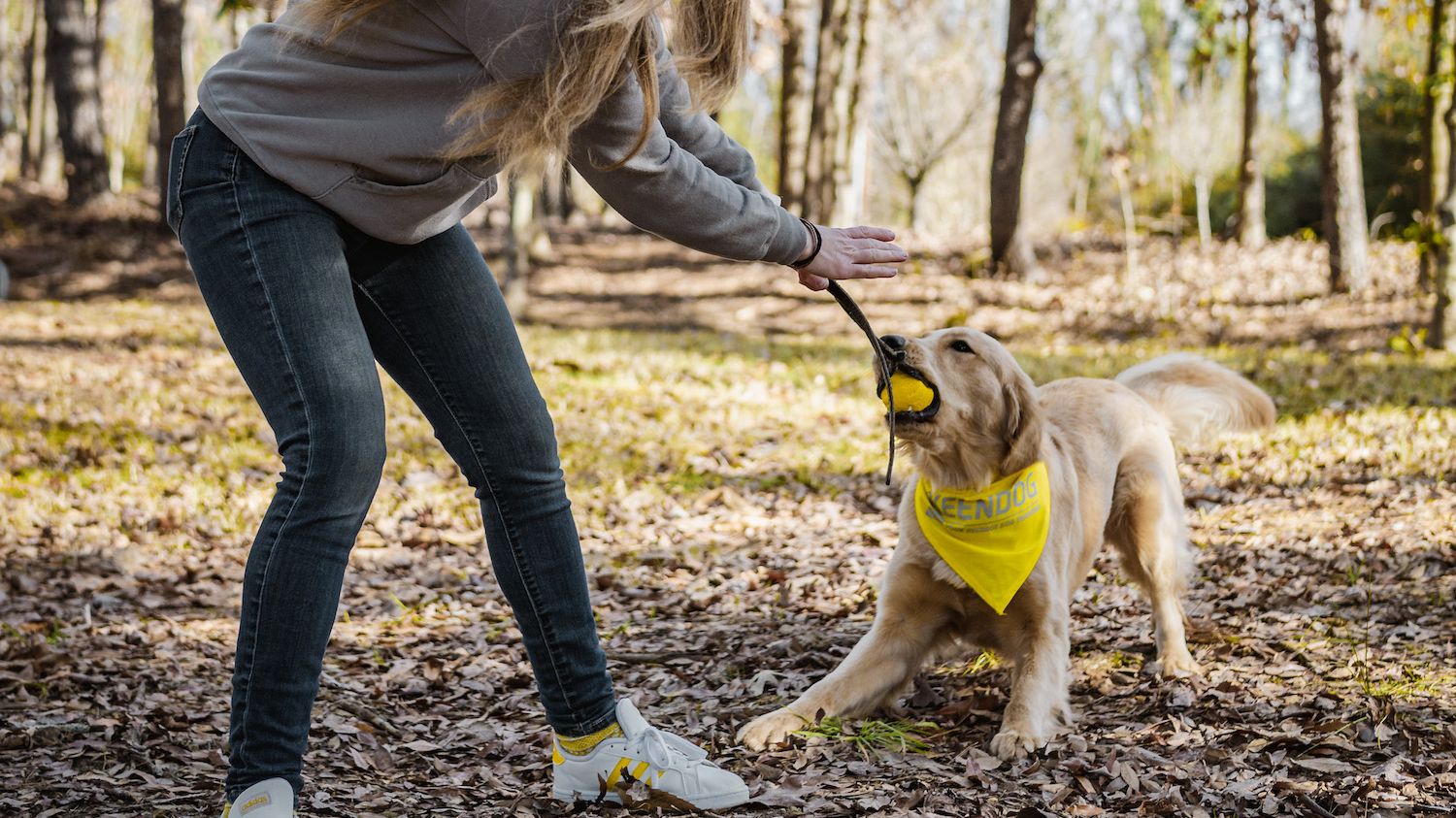Golden retriever playing with ball on string