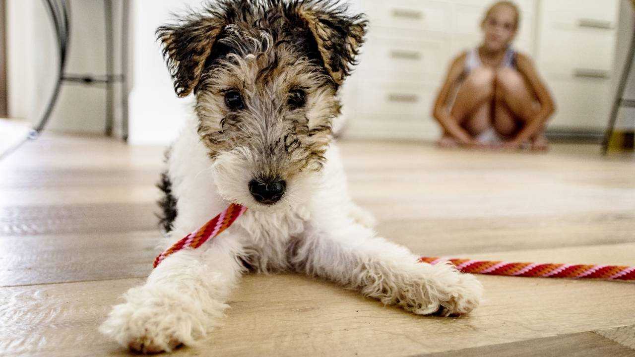 Airedale terrier puppy laying on wood floor with pink leach